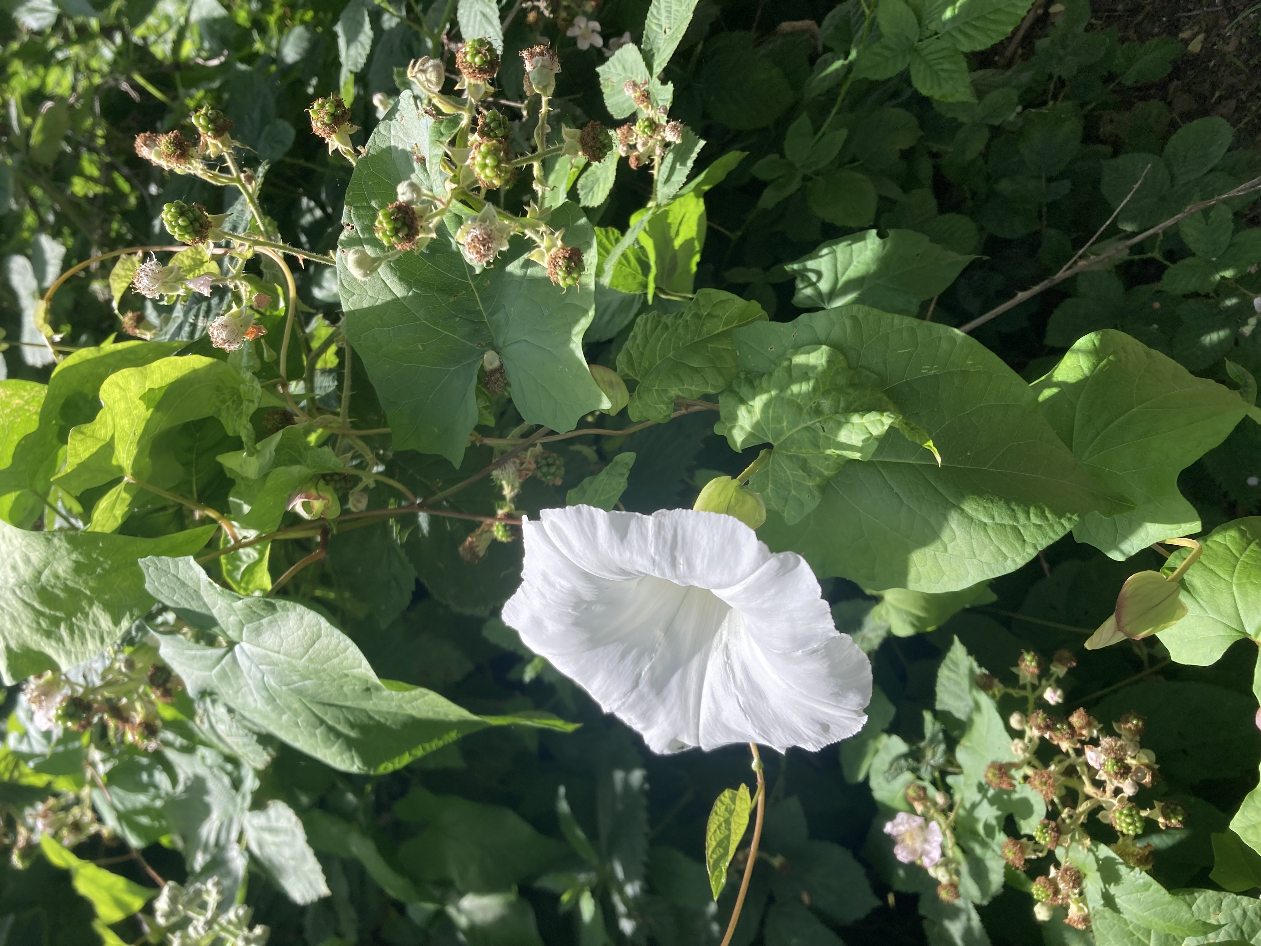 Bindweed flower among bramble