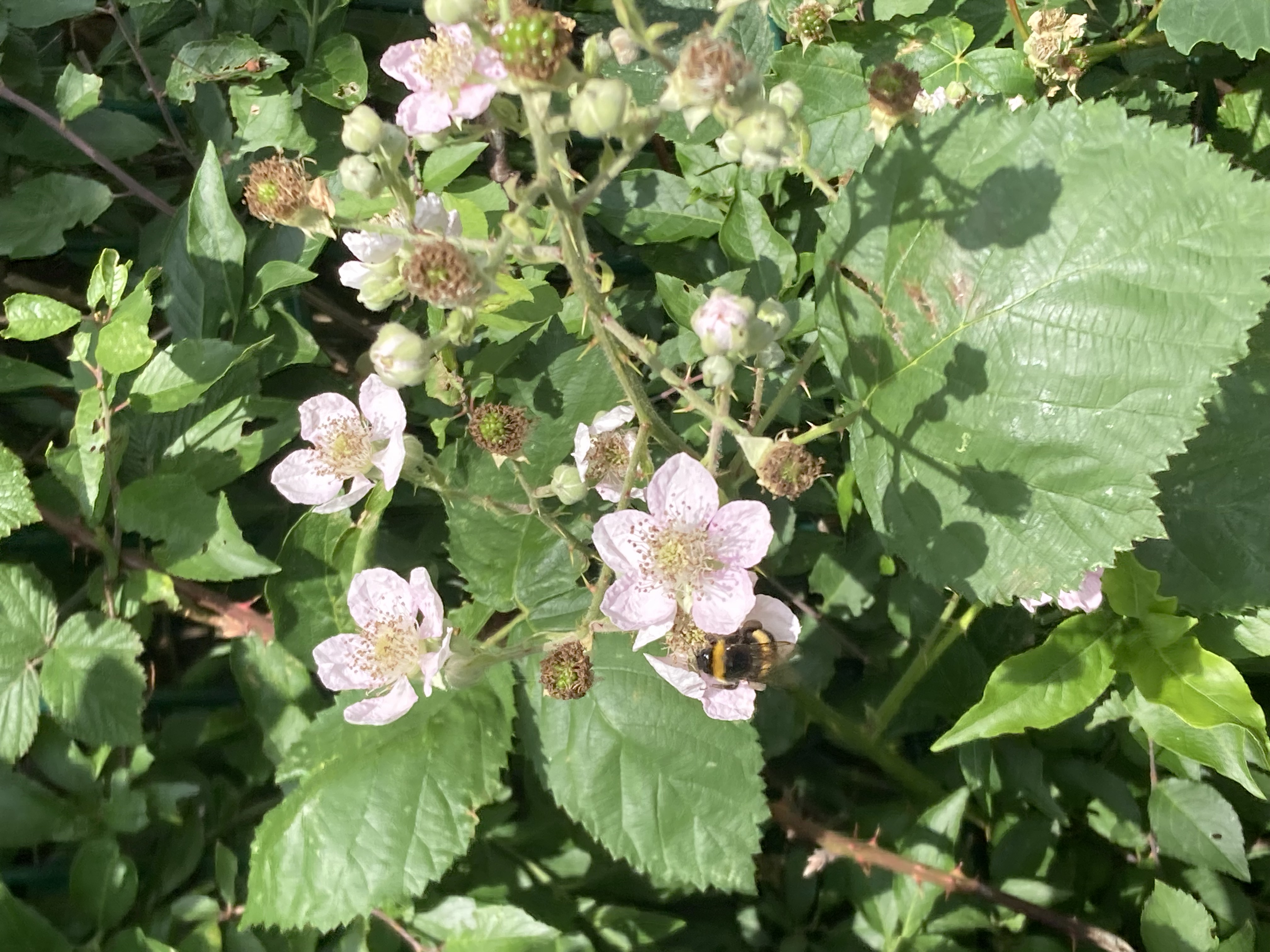 Bumblebee on bramble blossom
