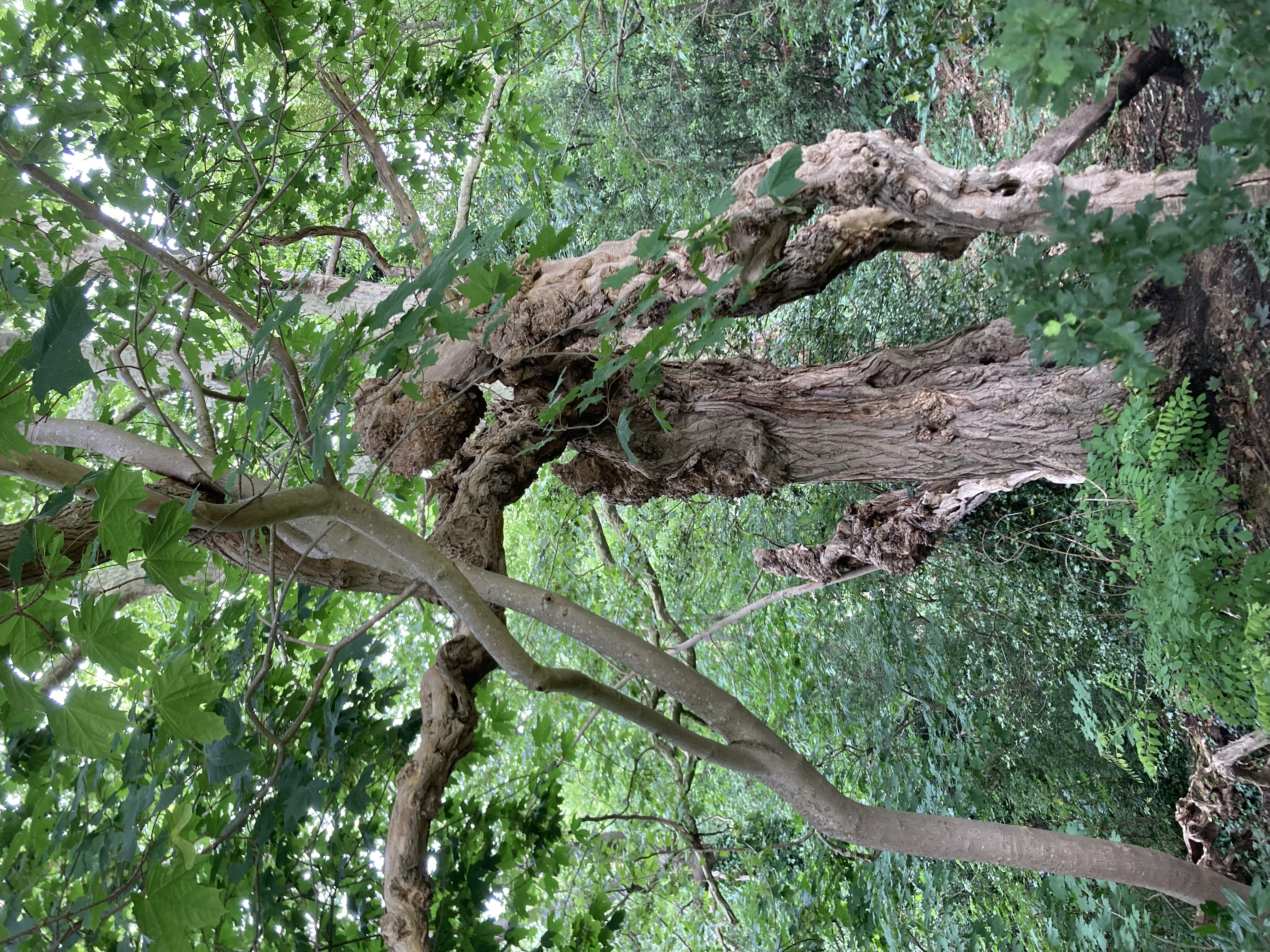 Gnarled tree trunk in woodland