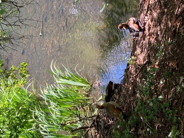 Ducks resting at the pond's edge, SE London