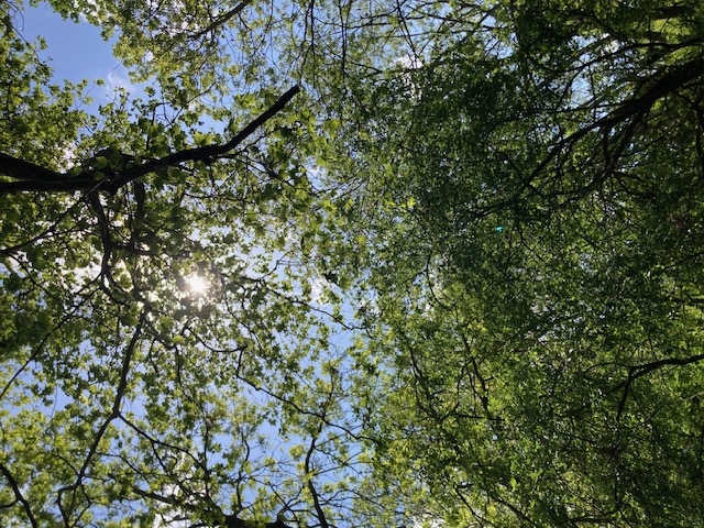 Sun breaking through fresh green canopy, SE London