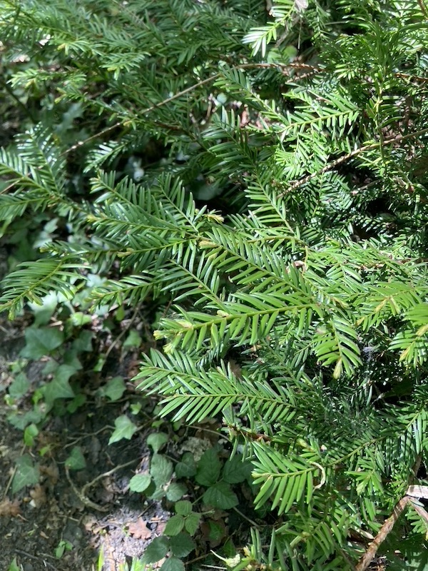Yew sprigs tender with new growth, SE London