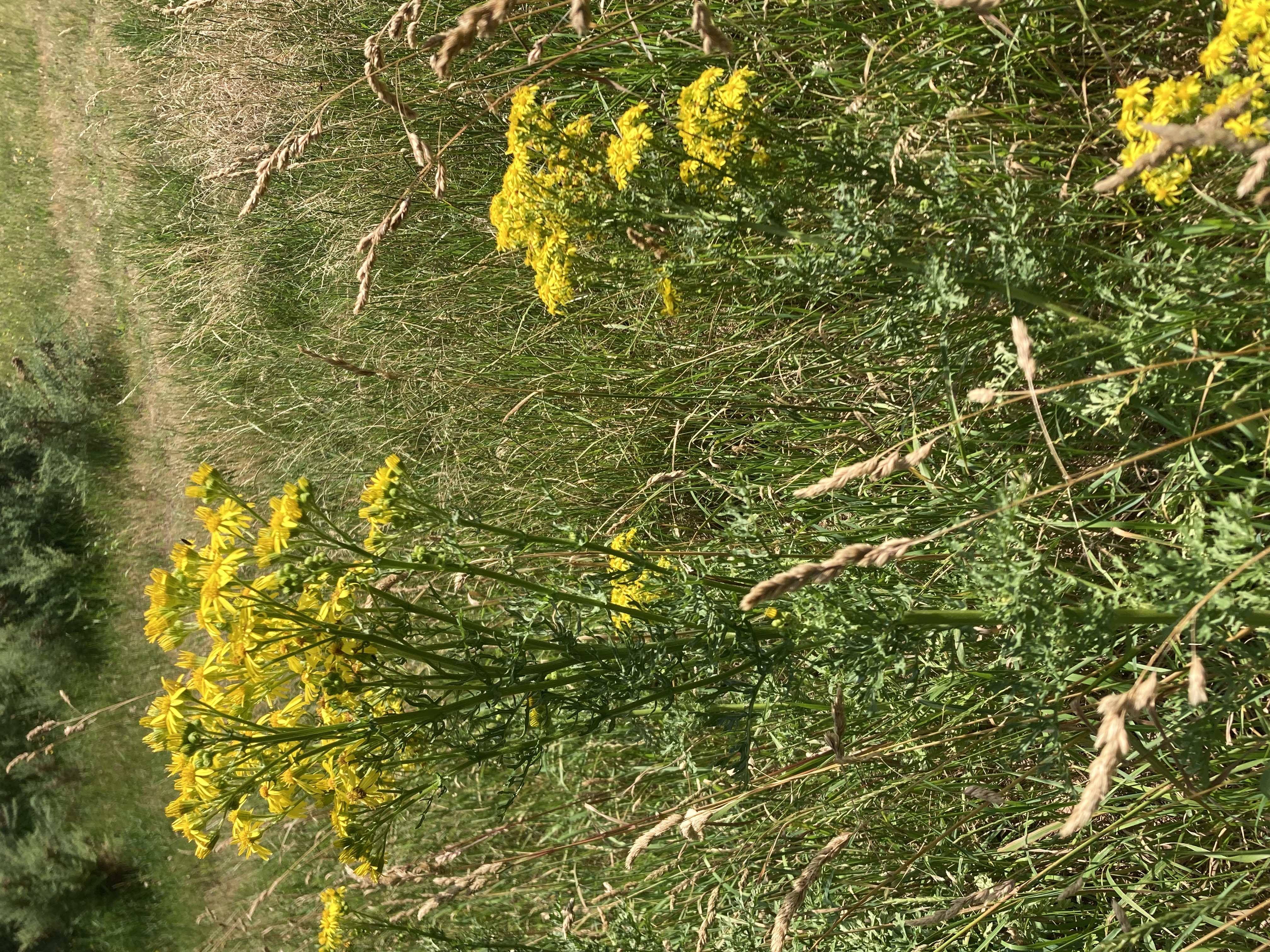 Ragwort flowering in long grass