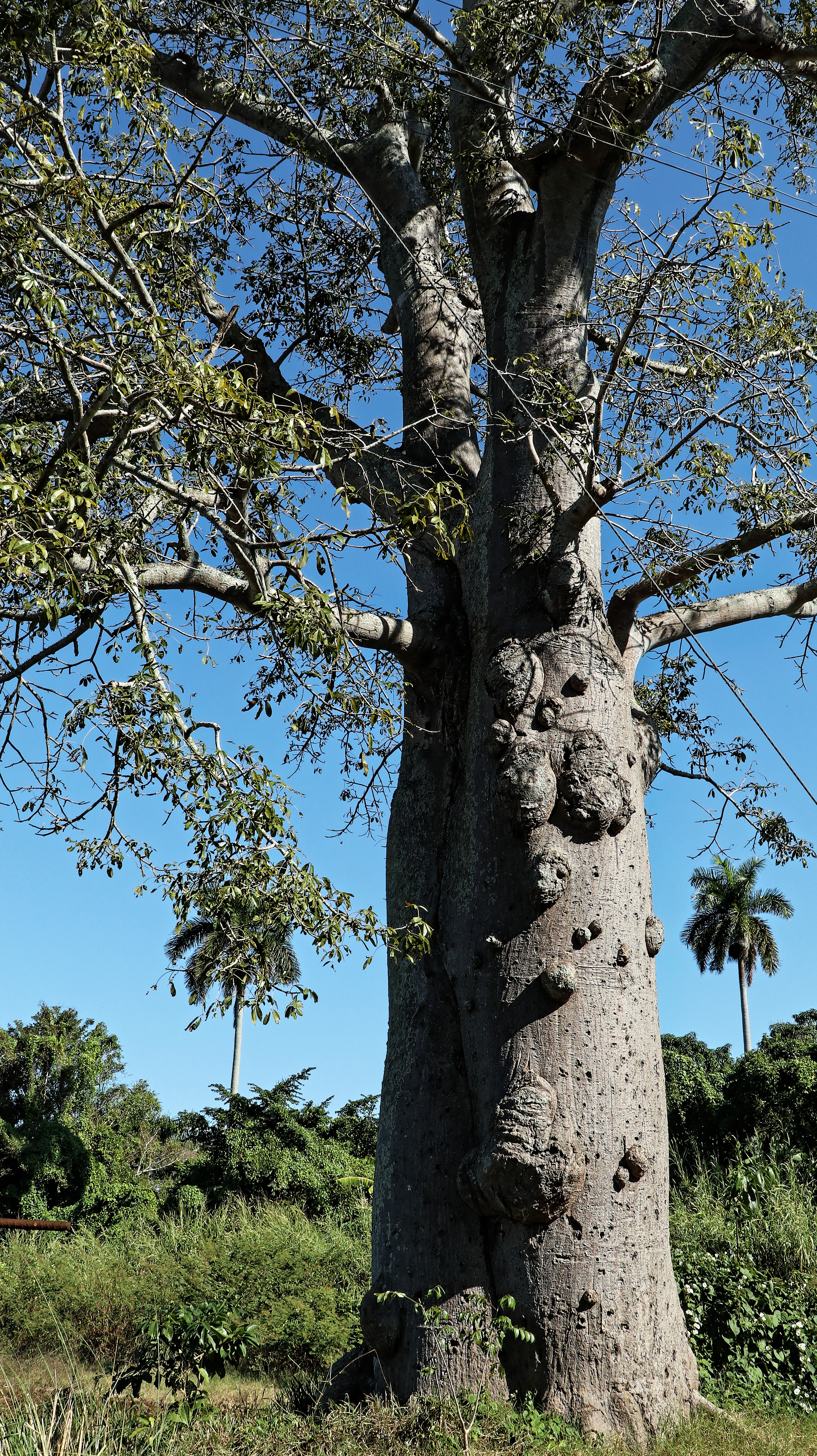 Ceiba pentandra — silk cotton tree trunk, tropical forest