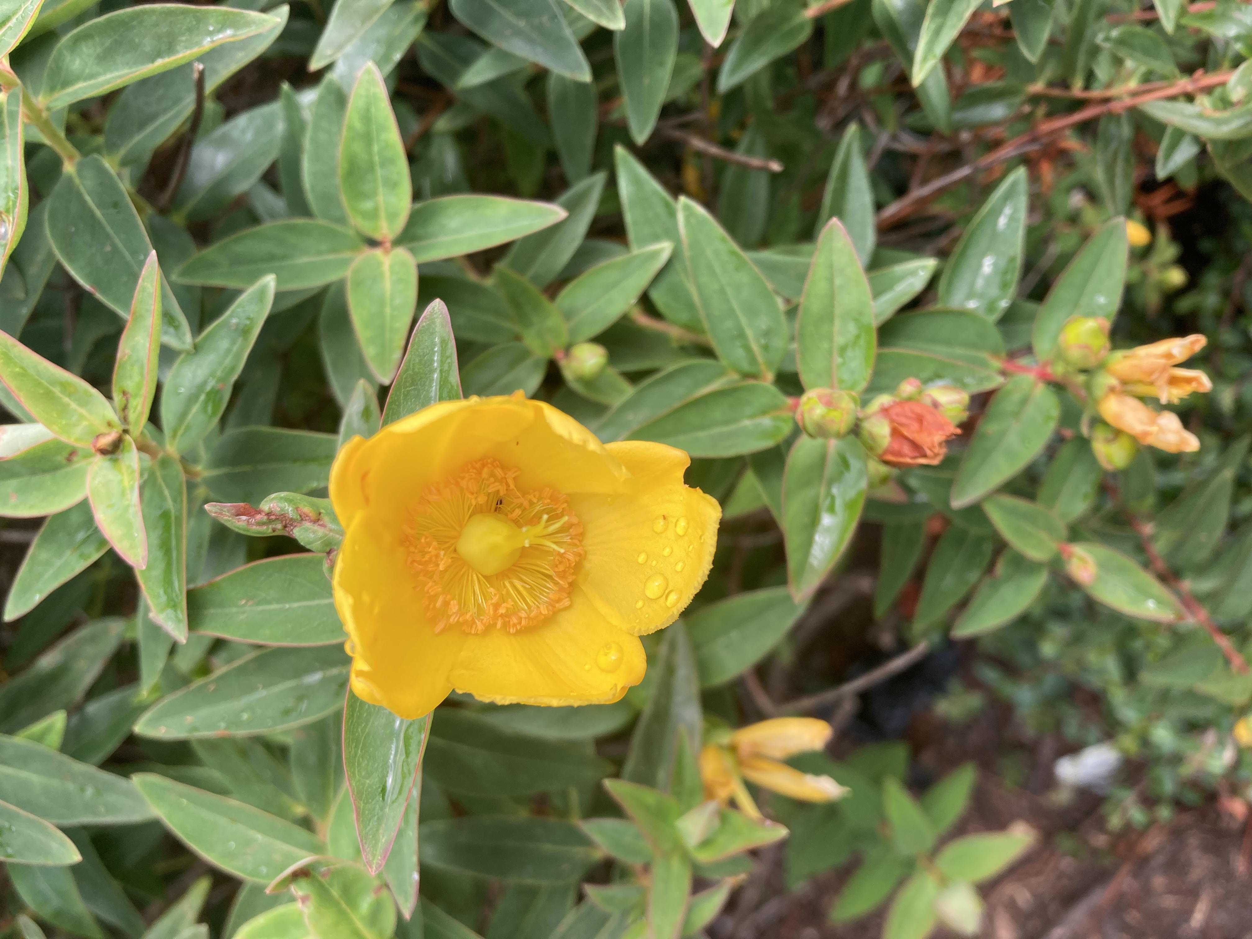 St John's Wort flower in a hedge
